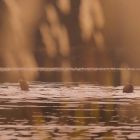 Photo Le flou des arbres