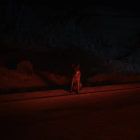 Photo COYOTES